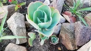 @jardinera