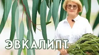 ЭВКАЛИПТ – защита от микробов