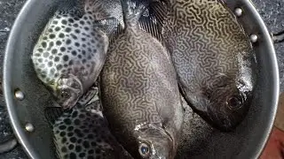 Best fishing method with local available items - hook fishing tips