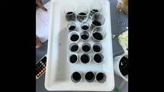 IB Science Collaborative Project