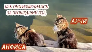 Как кот Арчи и кошка Анфиса изменились за год