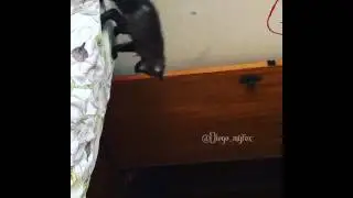 Лис Диего учится прыгать