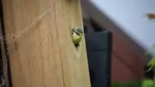 Blue tit chick flying the nest!