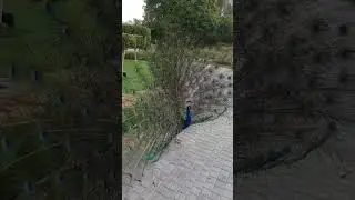 The Peacock