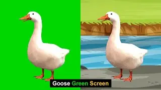Goose Green Screen | Green Screen Goose | Green BackGround Screen