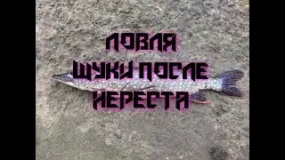 ЛОВЛЯ ЩУКИ ПОСЛЕ НЕРЕСТА...НЕОЖИДАННЫЙ БОНУС