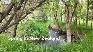A Spring Day in New Zealand | Hiking, Cafe, Bakery, Beaches