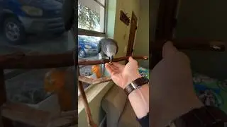 Pranking Parrot with Empty Pistachio 🤭