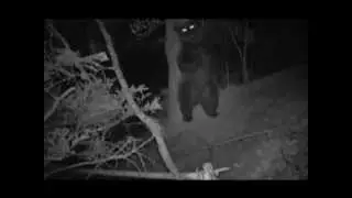 Private party in the woods.