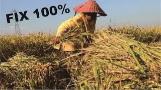 Peningkatan Panen Padi Di Dapatkan Petani Ini Karena Berani Melakukan Hal Ini Pada Tanaman Padinya !