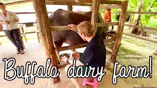 I milked a BUFFALO!