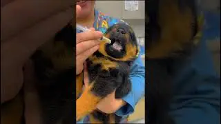 The silent screaming💀 (🎥: contentbible)