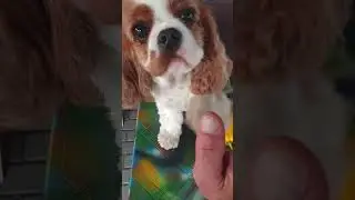 Анекдот.Дверь...