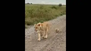 Mama Lion With her Tinny Cubs. #NatureAndHeritage🐯. |Wildlife's| |Wild Animals| |African Safari|