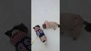 Гуляем❄⛄