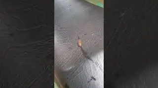അട്ട #shorts Leech