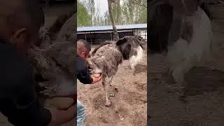 Why do farmers catch ostrich eggs on the fly? 🥚🦩