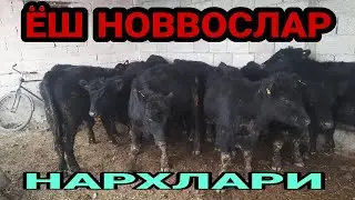 7 декабря 2021 г.ШАХРИХОН МОЛ БОЗОРИ ЁШ НОВВОСЛАР НАРХЛАРИ  SHAXRIHON MOL BOZORI YOSH NOVVOSLAR NARX