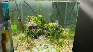 Guppy endler hybrid crossbreed fish tank no filter  #hybridguppy #kaofw #fish