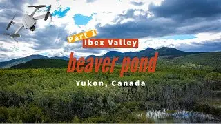 Drone | Relaxing | Best 3 Minutes At A Beaver Pond - Yukon, Canada