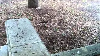 Falcon eating a squirrel