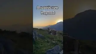 Альпийские коровы. Watzmann.