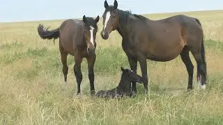 Нижне-Павловский табун.Июнь.