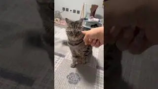 Stubborn cat 🤣😂 