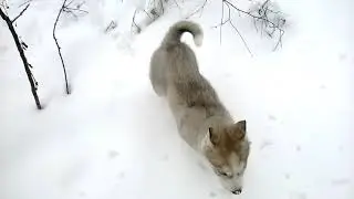 ХАСКИ АЙЗА 5.5 ЛЕТ НАЗАД.АРХИВНОЕ ВИДЕО.ЗИМА 2015