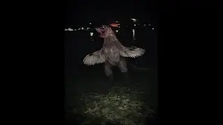 #WeirdBirds