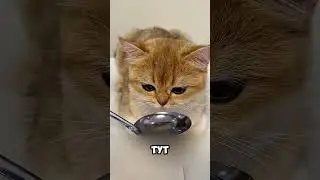 Genius Owner Taught Cats How To Drink Water Properly! 