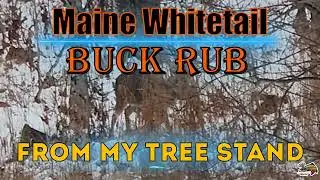 💥Maine Whitetail Buck Rub 🦌 - From My Tree Stand!  #whitetaildeer #whitetailbucks #bucks #treestand