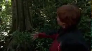 Dr Marina Hurley and her stinging tree research