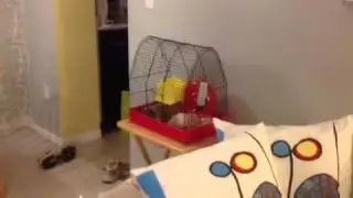 Sammi Hamster Watch Dog