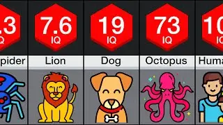 Comparison: Animal Intelligence