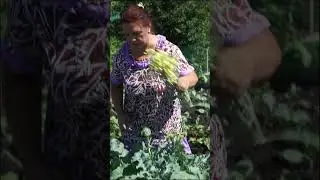 У меня проблема с брокколи