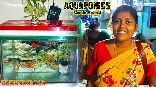 Finally Aquaponics Setup Complete Today And Also Attend A Bengali Festival