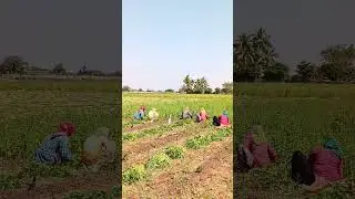 તલ નો વાઢ🌾🧑‍🌾 Farm Work 🔥 Indian Farmer #agriculture #satisfying #shot #farming #farmer