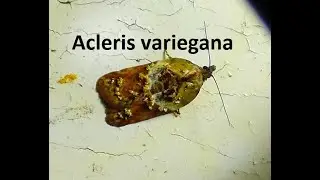 Acleris variegana   Fruit tortricid  by  Theo