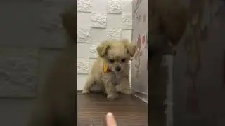ペットショップ 犬の家 中津川店 「チワプー♀」「112698」