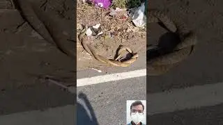 viral snake video || 🔥🤯😱 #shorts #shortfeed #short