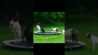 People Whose Day Started With the Phrase, “Surprise, Surprise!” #tiktok #shorts #viral #trending