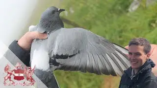 A Wild Dove Chase | Will Smith