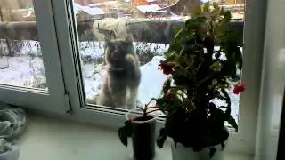 Кошка Сара.