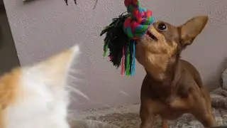 Бимошка и Вася подружились! Бимошка хочет поиграть с кошачей игрушкой, но боится получить по морде!