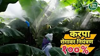 केळी पिकातील करपा रोगावर १००% नियंत्रण | पॅडकॉर्प बॅटरी ऑपरेटेड डस्टरने डस्टिंगचा उत्तम परिणाम 🌿🍌