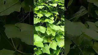 Green vegetable // short video // any pm tv