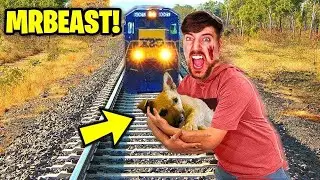17 Youtubers que Salvaram Animais (MrBeast, Gato Galáctico,  Natan Por Aí, Geleia)