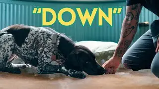 Teach Your Dog to Chill: 3 Methods To Teach Them the Lay 