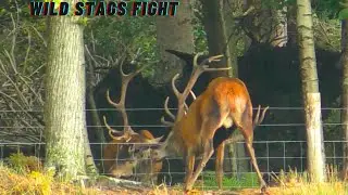 Two HUGE Wild Red Stags FIGHT Through A Fence